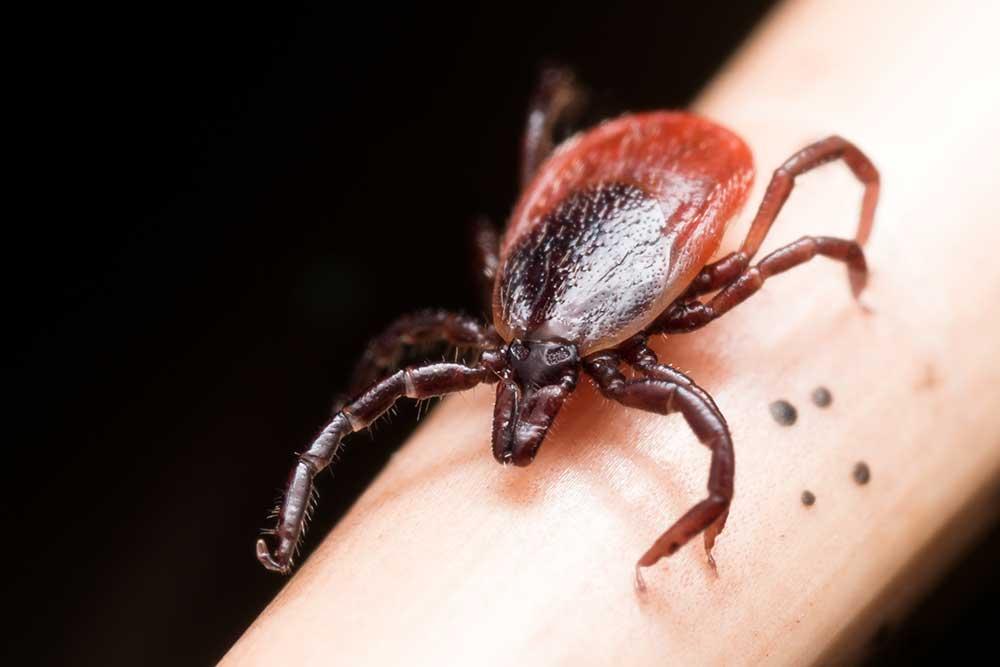 Everything to Know About Tick Infestation in Texas